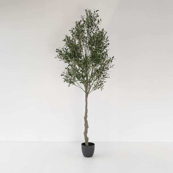 Olive Tree, 82.7"